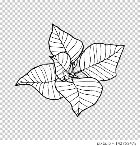 Festive plant: poinsettia. Vector illustration isolated on a white background. Festive plant: poinsettia. Vector illustration isolated on a white background. 142755478