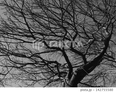 burned trees and dramatic landscape burned trees and dramatic landscape 142755580