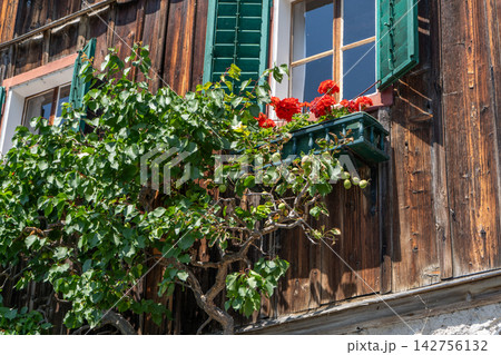 Rustic Wooden Alpine House Window with Open Green Shutters and BrightFlowers. Red Geranium Flowers in Pot on a Windowsill 142756132