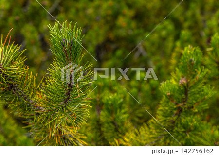 Mountain Pine Detail 142756162