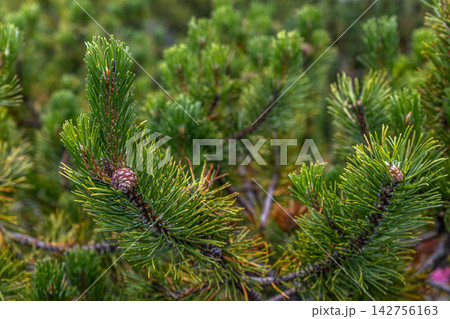 Mountain Pine Detail Mountain Pine Detail 142756163