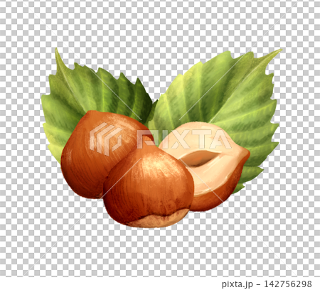 Hand-drawn illustration of hazelnuts with green leaves and a halved nut. Botanical nut element isolated on a white background for food packaging, bakery, or dessert menu design. Hand-drawn illustration of hazelnuts with green leaves and a halved nut. Botanical nut element isolated on a white background for food packaging, bakery, or dessert menu design. 142756298