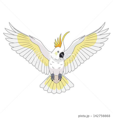 Cockatoo Flying with Spread Wings Vector Illustration 142756668