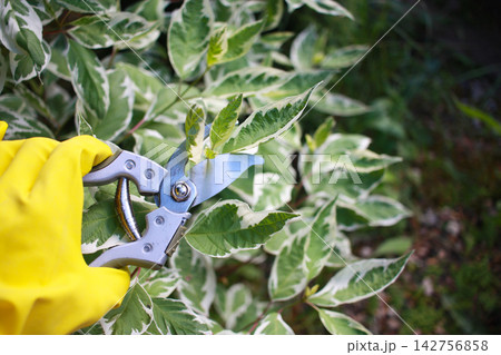Gardening tool equipment. Single steel garden scissors on wooden background. Gardening tool equipment. Single steel garden scissors on wooden background. 142756858
