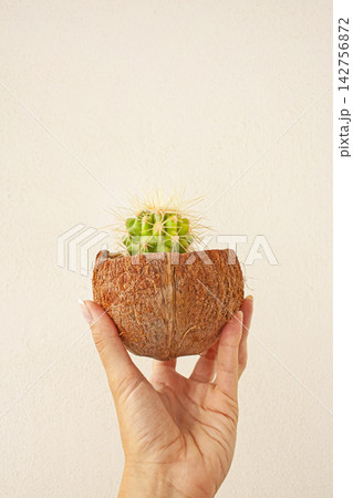 Hand with Prickly Cactus in a Small Coconut Pot Hand with Prickly Cactus in a Small Coconut Pot 142756872