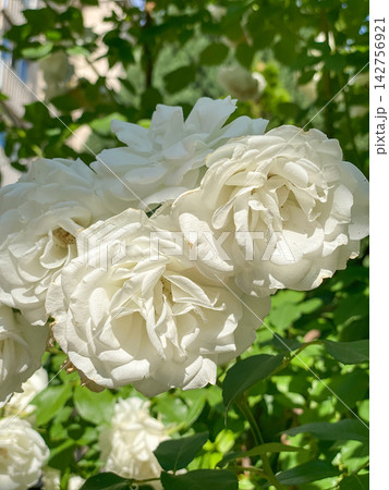 White Roses Blooming in Garden 142756921
