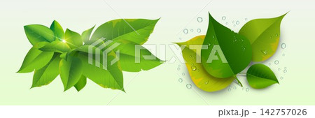 Fresh green and autumnal leaves with water droplets and sun glare representing nature and environment Fresh green and autumnal leaves with water droplets and sun glare representing nature and environment 142757026