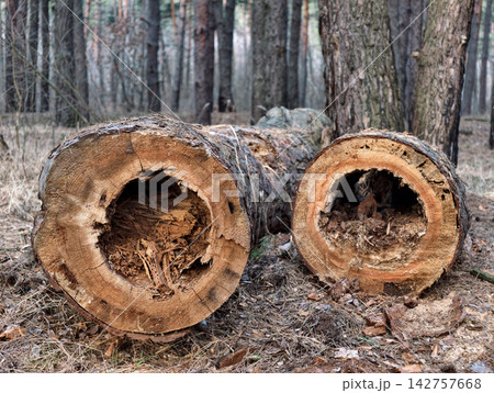 Insect damaged trees. Cut hollow tree trunks with decayed wood lying on the forest ground among fallen leaves and forest plants. Dead hollow tree 142757668
