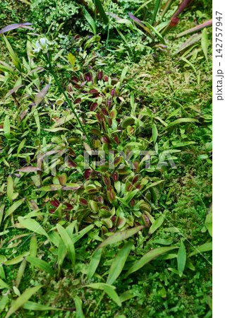 Close view of Venus flytrap amid lush green groundcover and dense foliage, showing red traps with serrated margins, dew-kissed stems, and vibrant natural habitat in moist garden bed 142757947