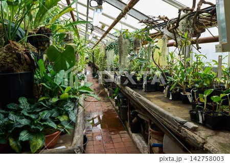 Greenhouse aisle with crowded potted tropical plants on raised benches under glass roof, hanging moss, weathered pipes, damp brick walkway 142758003