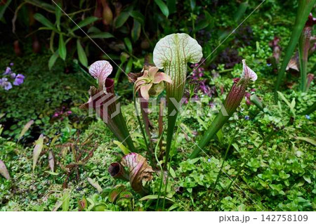 Close-up pitcher plant with vivid lush green tubular leaves and purple-red veins emerging from dense tropical botanical garden foliage in outdoor daylight close perspective Close-up pitcher plant with vivid lush green tubular leaves and purple-red veins emerging from dense tropical botanical garden foliage in outdoor daylight close perspective 142758109