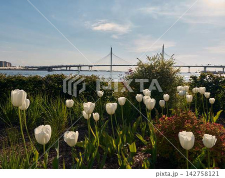 White tulips in foreground with distant cable bridge crossing peaceful calm water under bright blue springtime sky in sunny coastal garden by shoreline 142758121