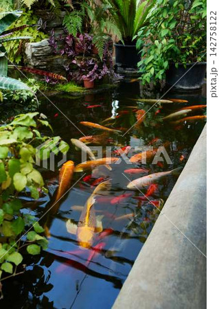 Koi pond with lush tropical ferns, mossy rocks, and potted greenery along concrete rim, orange gold and white koi gliding over water reflections Koi pond with lush tropical ferns, mossy rocks, and potted greenery along concrete rim, orange gold and white koi gliding over water reflections 142758122