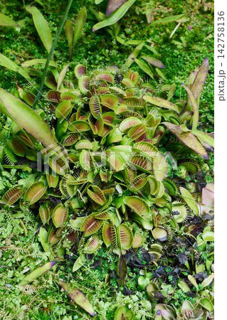 Closeup view of Venus flytrap groundcover with numerous hinged trapping leaves, bright green centers turning reddish, spiky marginal teeth, and surrounding mossy foliage in garden setting Closeup view of Venus flytrap groundcover with numerous hinged trapping leaves, bright green centers turning reddish, spiky marginal teeth, and surrounding mossy foliage in garden setting 142758136