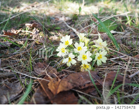Primula vulgaris is species of flowering plant in family Primulaceae, primrose, common English primrose. Blooming in early spring, delicately scented yellow flowers, borne singly on short slender stem 142758478