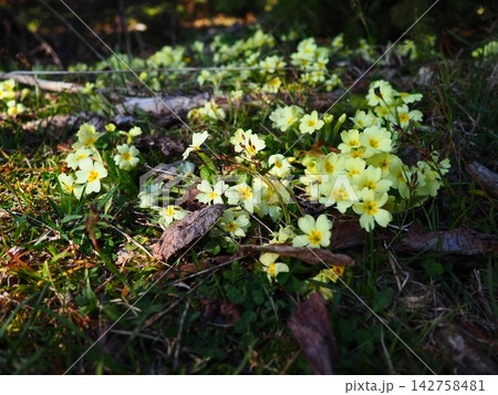 Primula vulgaris is species of flowering plant in family Primulaceae, primrose, common English primrose. Blooming in early spring, delicately scented yellow flowers, borne singly on short slender stem 142758481