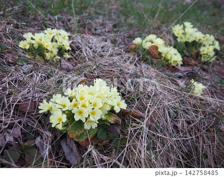 Primula vulgaris is species of flowering plant in family Primulaceae, primrose, common English primrose. Blooming in early spring, delicately scented yellow flowers, borne singly on short slender stem 142758485