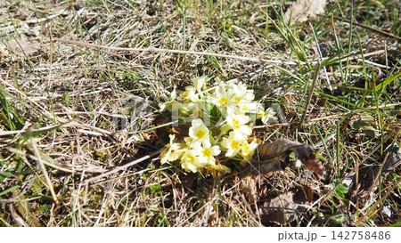 Primula vulgaris is species of flowering plant in family Primulaceae, primrose, common English primrose. Blooming in early spring, delicately scented yellow flowers, borne singly on short slender stem 142758486