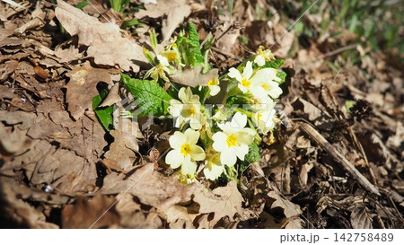 Primula vulgaris is species of flowering plant in family Primulaceae, primrose, common English primrose. Blooming in early spring, delicately scented yellow flowers, borne singly on short slender stem Primula vulgaris is species of flowering plant in family Primulaceae, primrose, common English primrose. Blooming in early spring, delicately scented yellow flowers, borne singly on short slender stem 142758489