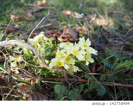 Primula vulgaris is species of flowering plant in family Primulaceae, primrose, common English primrose. Blooming in early spring, delicately scented yellow flowers, borne singly on short slender stem 142758494