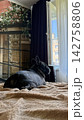 A small black French bulldog is resting on the sofa. 142758806