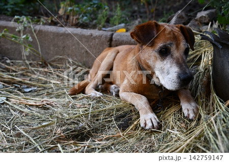 Rhodesian Ridgeback portrait. Dog portrait in green background. Rhodesian Ridgeback portrait. Dog portrait in green background. 142759147