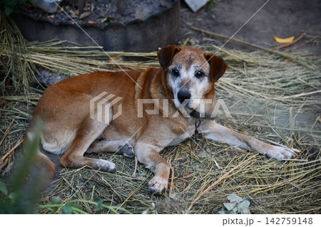 Rhodesian Ridgeback portrait. Dog portrait in green background. 142759148