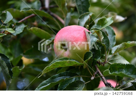 Big apple on trees in a vegetable fruit garden. Autumn seasonal harvest. red ripe apples on a branch in orchard. Water drops on wet apples after rain. Organic farming, gardening, vegetarian eco Big apple on trees in a vegetable fruit garden. Autumn seasonal harvest. red ripe apples on a branch in orchard. Water drops on wet apples after rain. Organic farming, gardening, vegetarian eco 142759168