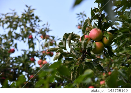 Big apple on trees in a vegetable fruit garden. Autumn seasonal harvest. red ripe apples on a branch in orchard. Water drops on wet apples after rain. Organic farming, gardening, vegetarian eco Big apple on trees in a vegetable fruit garden. Autumn seasonal harvest. red ripe apples on a branch in orchard. Water drops on wet apples after rain. Organic farming, gardening, vegetarian eco 142759169