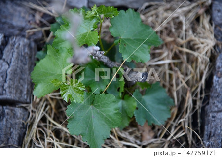 Cluster of Green Berries on a Vine Cluster of Green Berries on a Vine 142759171