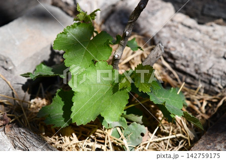 Gardening, green currants on a bush among green leaves. Gardening and eco-growing berries 142759175