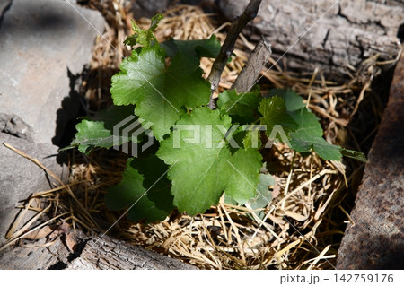 Gardening, green currants on a bush among green leaves. Gardening and eco-growing berries Gardening, green currants on a bush among green leaves. Gardening and eco-growing berries 142759176
