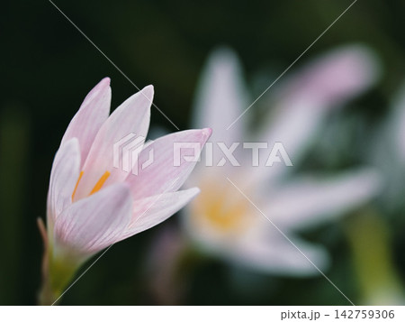 ピンクのタマスダレの花 142759306