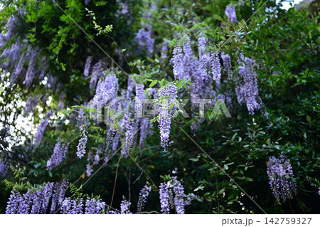 美しい藤の花の春 美しい藤の花の春 142759327