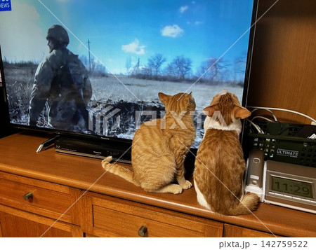 テレビに夢中になる2匹の子猫の後ろ姿 テレビに夢中になる2匹の子猫の後ろ姿 142759522