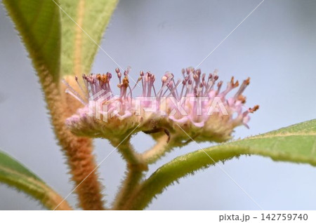 紀伊半島、四国南部、九州に分布する淡いピンク色の花の集散花序が綺麗なビロードムラサキ 紀伊半島、四国南部、九州に分布する淡いピンク色の花の集散花序が綺麗なビロードムラサキ 142759740