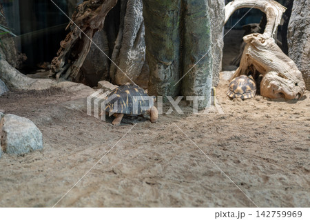 Two tortoises resting on sandy ground in a natural enclosure Two tortoises resting on sandy ground in a natural enclosure 142759969