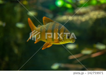 Colorful tiger barb swimming in aquarium with soft blurred background 142759971