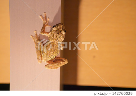 室内の柱を登る茶色に変化したニホンアマガエル 室内の柱を登る茶色に変化したニホンアマガエル 142760029