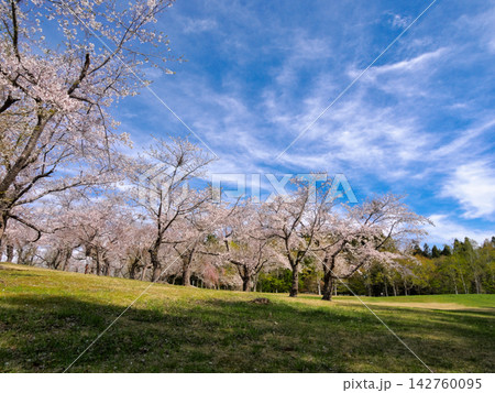 春風に揺れる八郎沼の桜 春風に揺れる八郎沼の桜 142760095