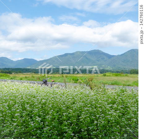 蒜山高原に咲くソバの花をサイクリングで楽しむイメージ 142760116
