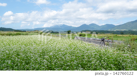 蒜山高原に咲くソバの花をサイクリングで楽しむイメージ 142760122