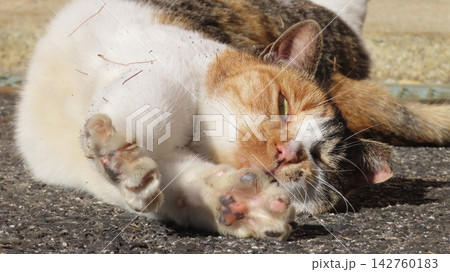 カメラ目線で寝転ぶあざと可愛い三毛猫 カメラ目線で寝転ぶあざと可愛い三毛猫 142760183