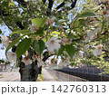 道端の葉桜 142760313