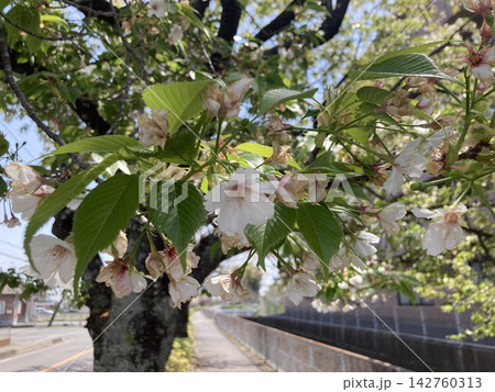 道端の葉桜 道端の葉桜 142760313