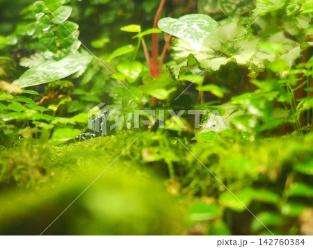 緑の苔の上に生える緑とカエル 緑の苔の上に生える緑とカエル 142760384