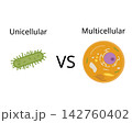 Unicellular vs Multicellular Organism Comparison Illustration 142760402