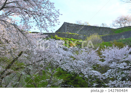 春の岡城址 142760484