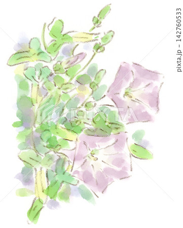夏の植物、ヒルガオの水彩画イラスト 142760533