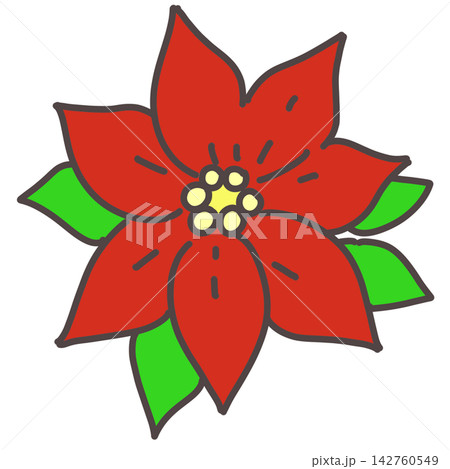 赤いポインセチアの花 142760549